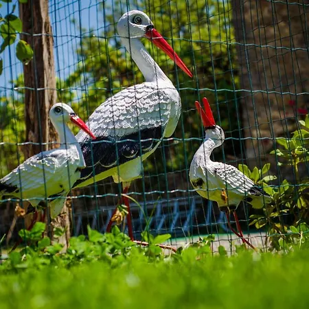 Borda Fuertes Albella